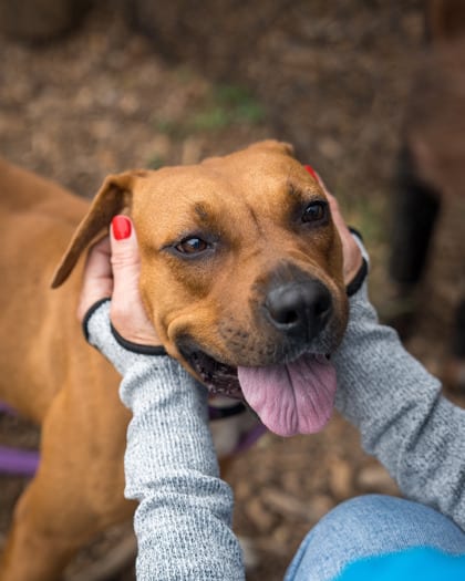 Photo of Constance, adoptable dog in Chamblee, Georgia