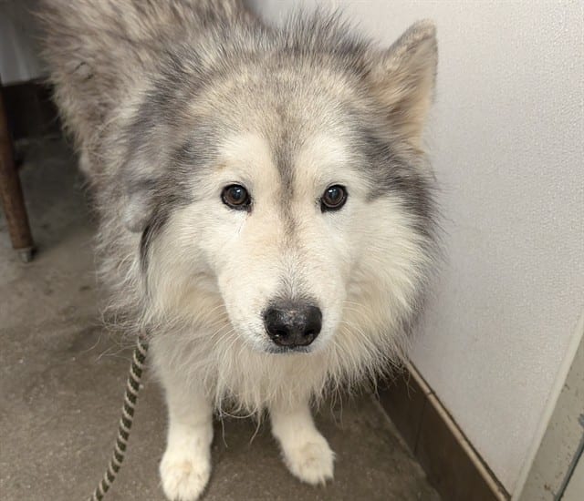 Photo of Fred, adoptable dog
