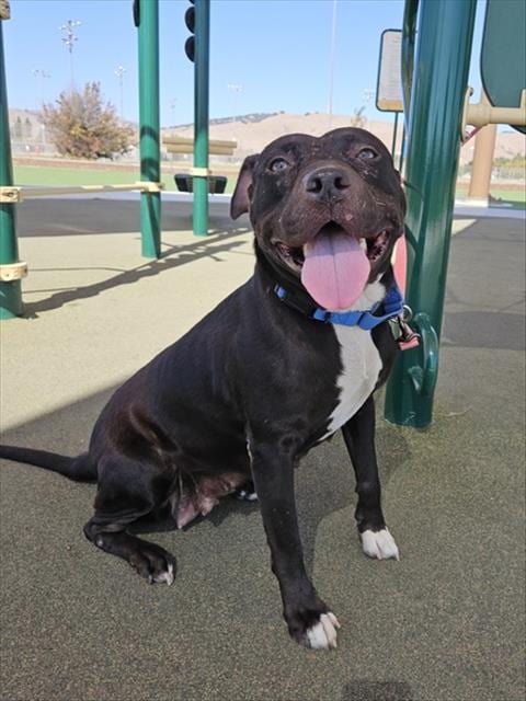 Photo of Kira, adoptable Pit Bull Terrier in Fremont, California