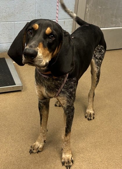 Photo of Trusty, adoptable dog in Chamblee, Georgia