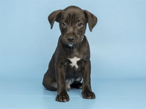 Photo of Willem, adoptable Labrador Retriever in Phoenix, Arizona