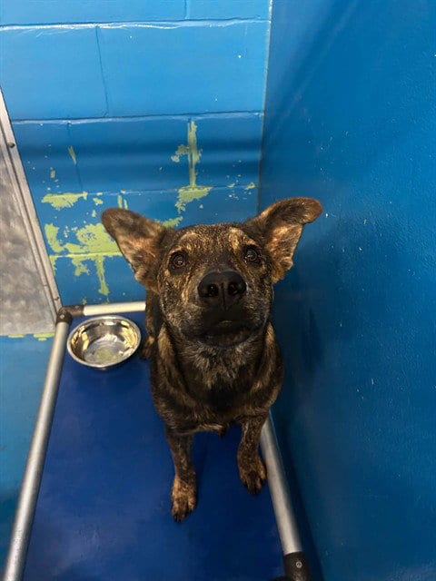 Photo of Nala, adoptable German Shepherd Dog in Bakersfield, California