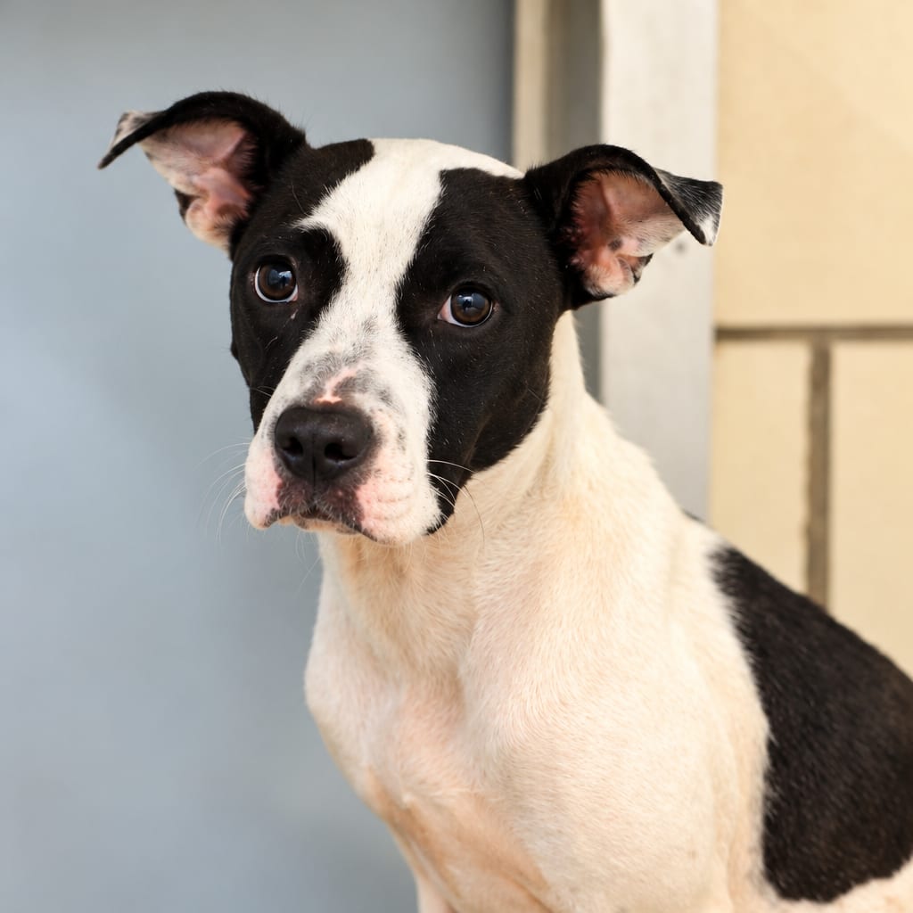 Photo of Mila, adoptable Terrier, Pit Bull / Mixed Breed (Medium) in Starkville, Mississippi
