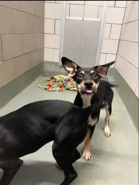 Photo of Green Beans, adoptable Labrador Retriever in Baytown, Texas