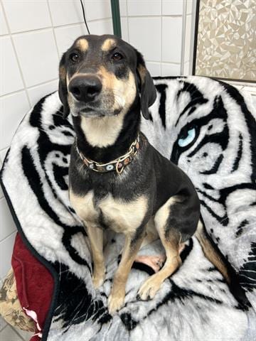 Photo of Bellz, adoptable German Shepherd Dog in Canfield, Ohio