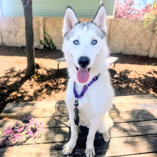 Photo of Palomino, adoptable Siberian Husky in Oakland, California