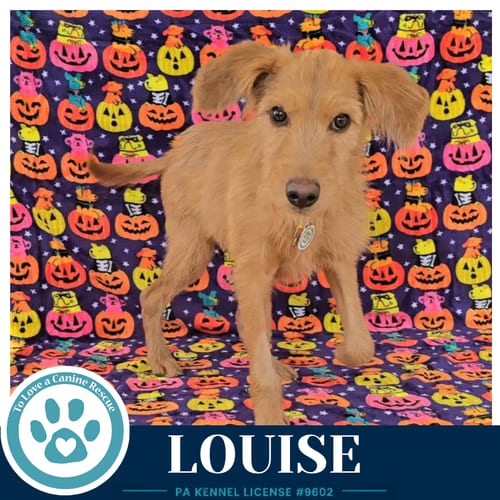 Photo of Louise 101726, adoptable Golden Retriever in Kimberton, Pennsylvania