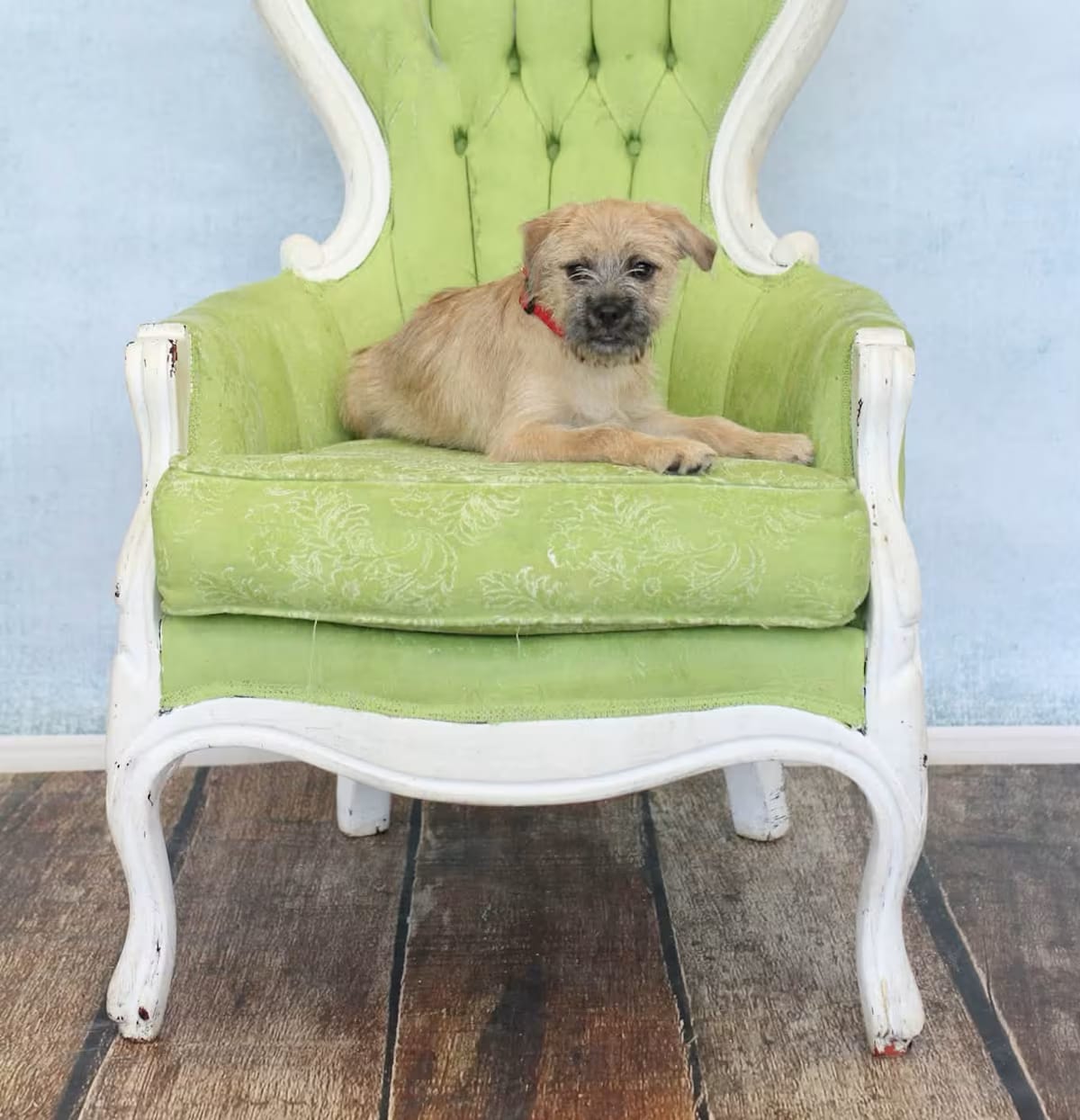Photo of Griff, adoptable Brussels Griffon in Wethersfield, Connecticut