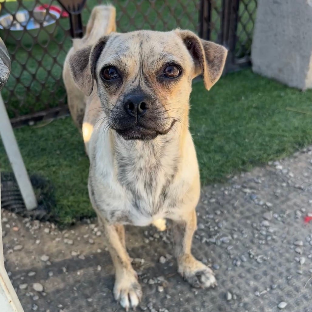 Photo of Pansy, adoptable Chihuahua / Pug in San Francisco, California