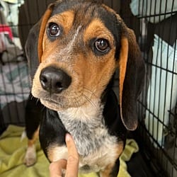 Photo of Turtle, adoptable Beagle Hound (Unknown Type) in Waxhaw, North Carolina