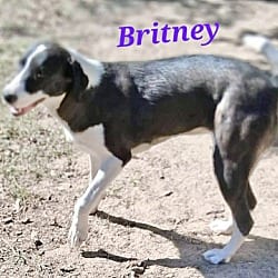 Photo of Britney, adoptable Hound (Unknown Type) in East Hartford, Connecticut