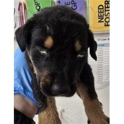 Photo of Dreamer, adoptable German Shepherd Dog in San Bernardino, California