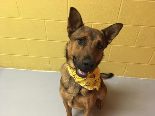 Photo of Bishop, adoptable German Shepherd Dog in Lawrence, Kansas