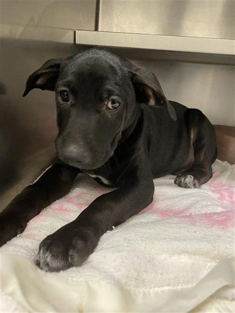 Photo of Brocade, adoptable American Staffordshire Terrier in Waco, Texas