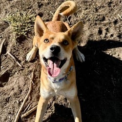 Photo of Igor, adoptable Carolina Dog in Aurora, Colorado