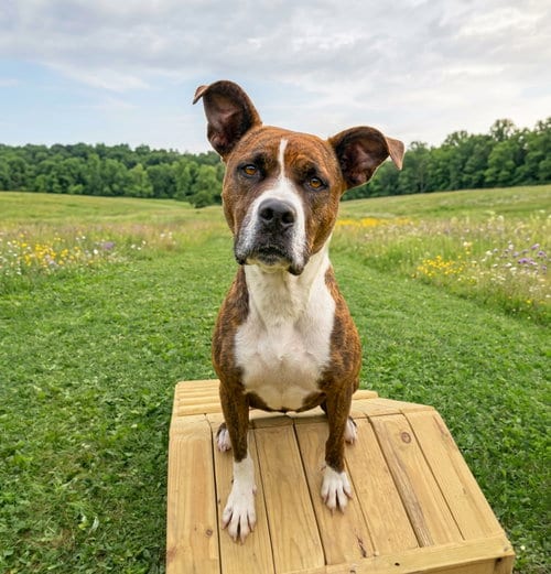 Photo of Lakota, adoptable Terrier in Unionville, Pennsylvania