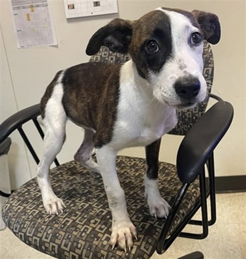 Photo of Tiffany, adoptable Plott Hound in Plano, Texas