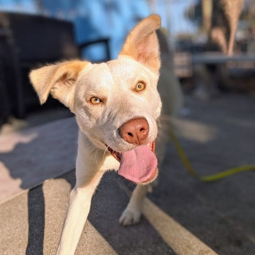 Photo of Fender, adoptable Unknown breed in Oakland, California