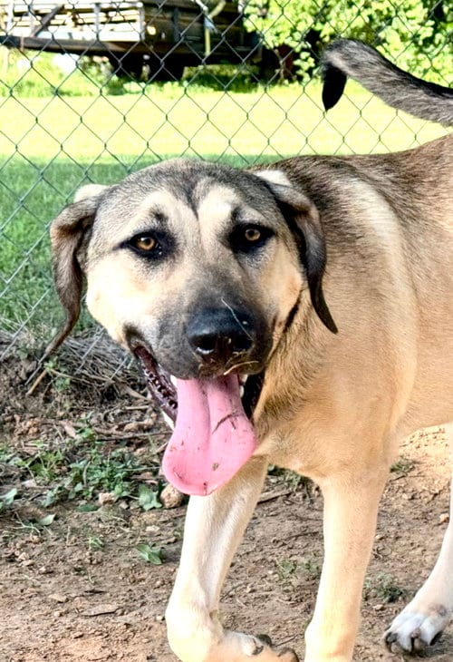 Photo of Finley, adoptable Anatolian Shepherd in Alvin, Texas
