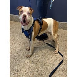 Photo of Mr.Wiggle Pants, adoptable American Bulldog in Doral, Florida