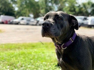 Photo of Wren, adoptable Pit Bull Terrier in St. Cloud, Florida