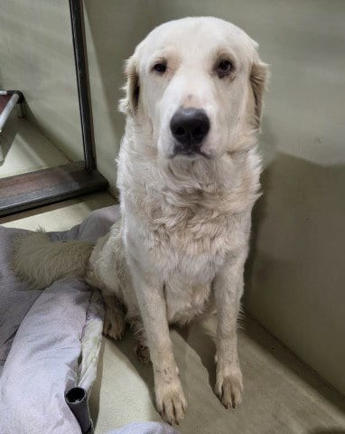 Photo of Misty Rain, adoptable Great Pyrenees in Bakersfield, California