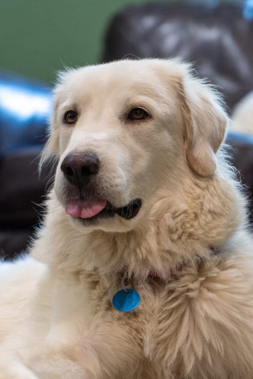 Photo of Keira, adoptable Great Pyrenees in Dallas, Texas