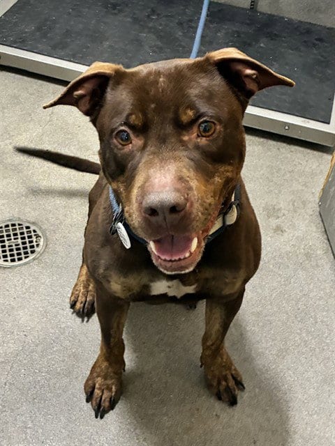 Photo of Jack, adoptable Labrador Retriever in Forestville, Maryland