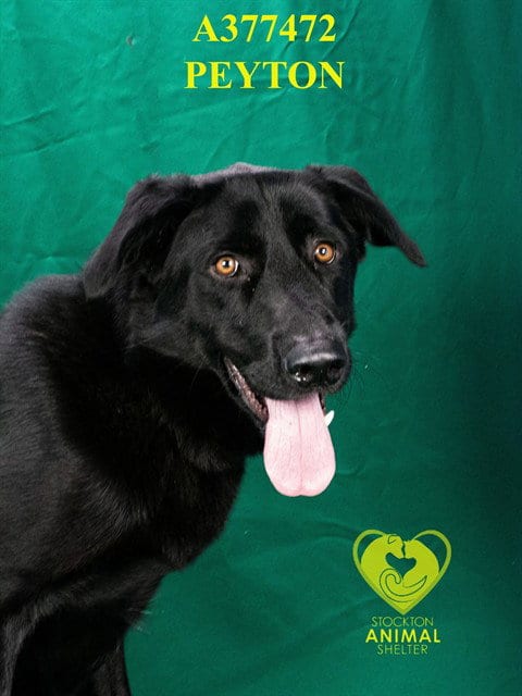 Photo of Peyton, adoptable Labrador Retriever in Stockton, California