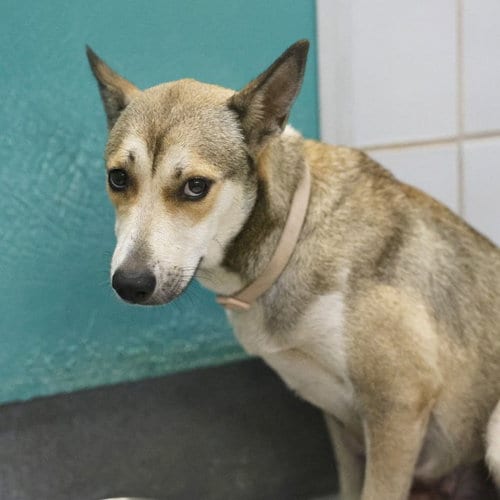 Photo of Luna, adoptable Husky in San Antonio, Texas