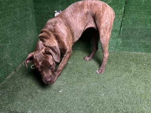 Photo of Kuma, adoptable Mastiff in Lancaster, California