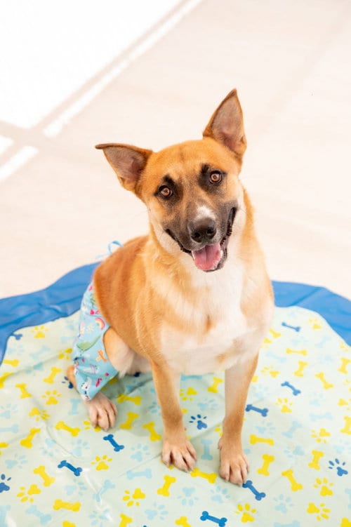 Photo of Argo, adoptable Shepherd in Tarboro, North Carolina