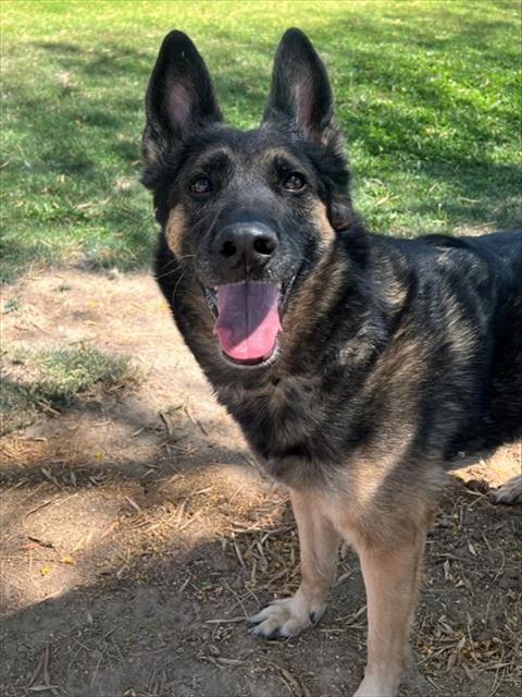 Photo of Gretchen, adoptable Belgian Shepherd Malinois in Thousand Palms, California