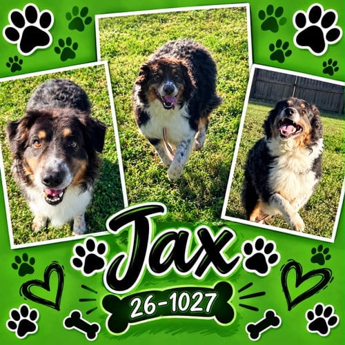 Photo of Jax, adoptable Australian Shepherd in Georgetown, Kentucky