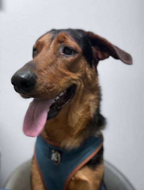 Photo of Clark, adoptable Hound in Phoenix, Arizona