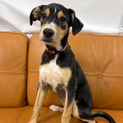 Photo of 1131 (2026) Avery, adoptable Collie Mixed Breed (Medium) in Parker, Colorado