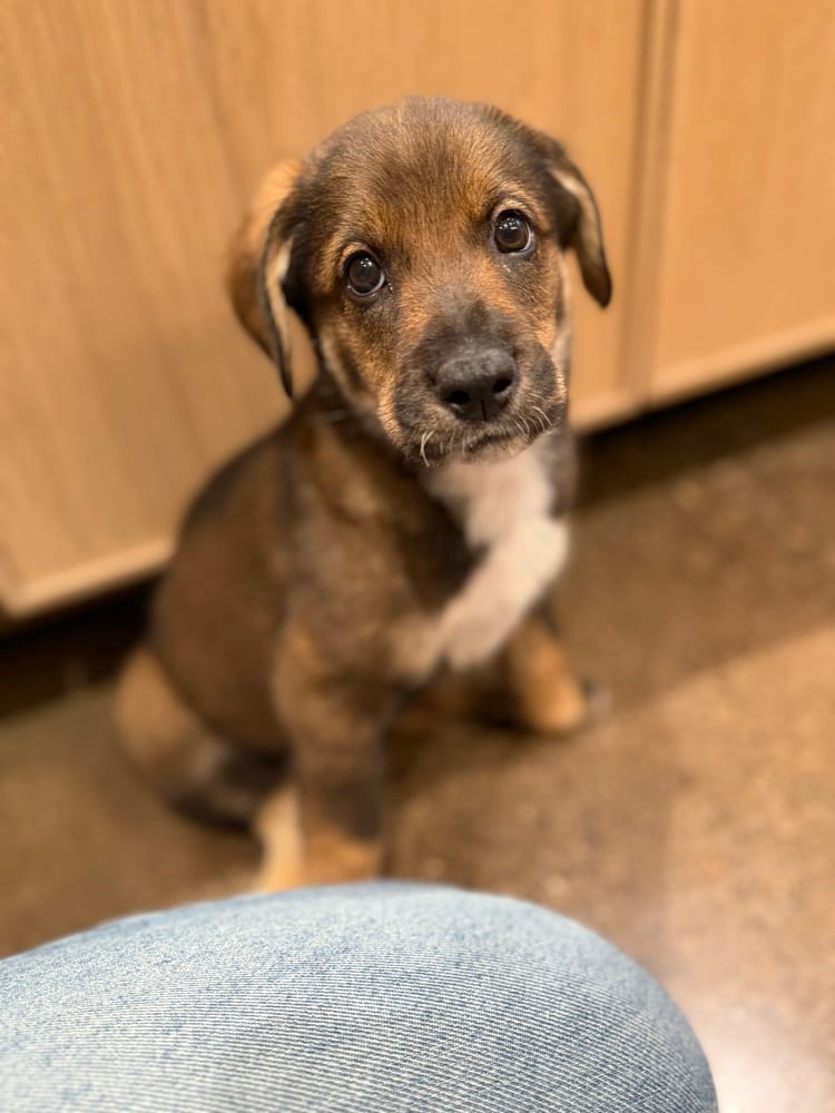 Photo of Heidi, adoptable Shepherds (All Types) in Brooklyn, New York