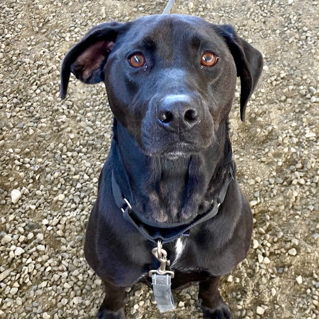 Photo of Anabelle Minnie, adoptable Hound in Ballston Spa, New York