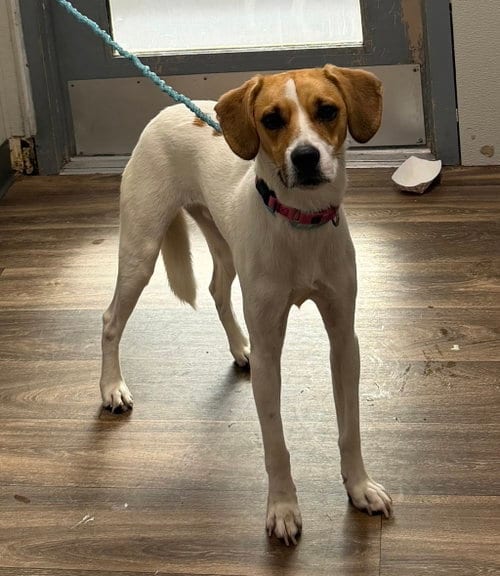 Photo of Jacques, adoptable Beagle in Las Vegas, Nevada