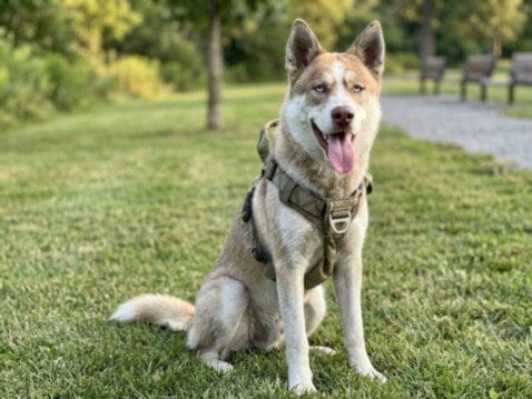 Photo of Kai, adoptable Husky in San Pedro, California