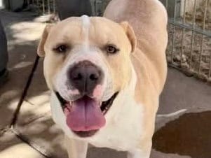 Photo of King, adoptable Pit Bull Terrier in Martinez, California