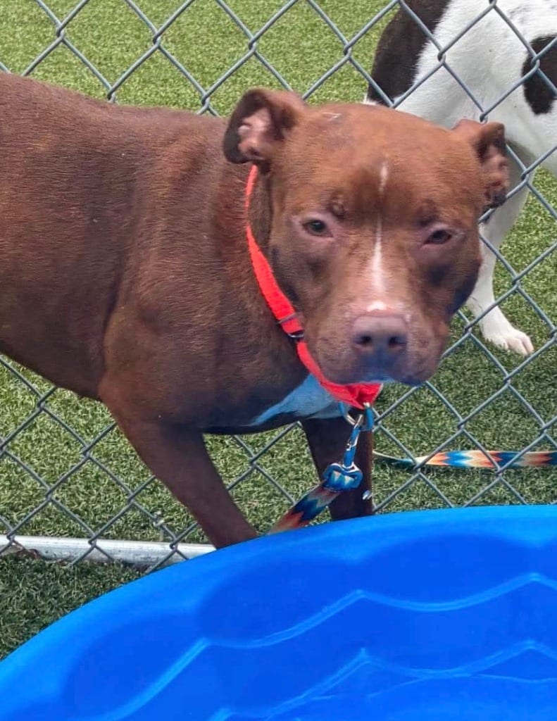 Photo of Doja, adoptable Pit Bull Terrier in Hartsville, South Carolina