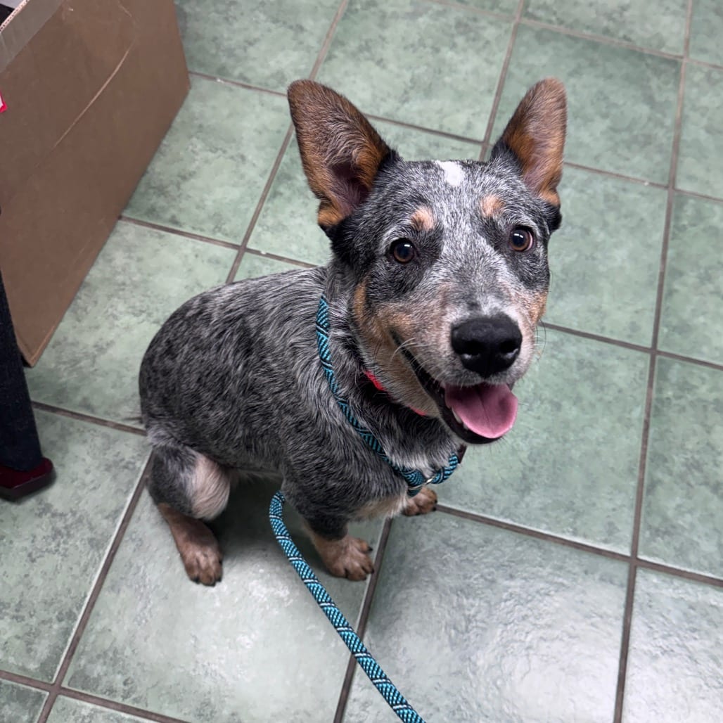 Photo of Koala, adoptable Cattle Dog, Australian (Blue Heeler) in Staunton, Virginia