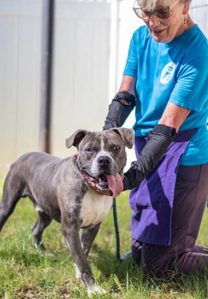Photo of Galleon, adoptable dog in Chamblee, Georgia