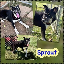 Photo of Sprout, adoptable German Shepherd Dog Mixed Breed (Medium) in Blountville, Tennessee