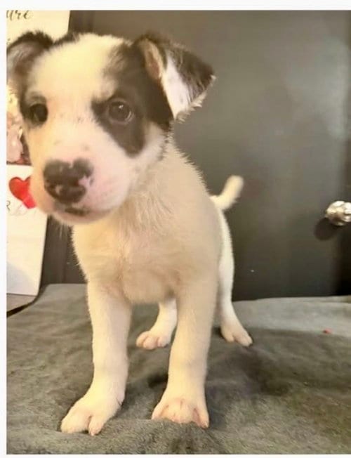 Photo of Mar, adoptable Husky in Mesa, Arizona