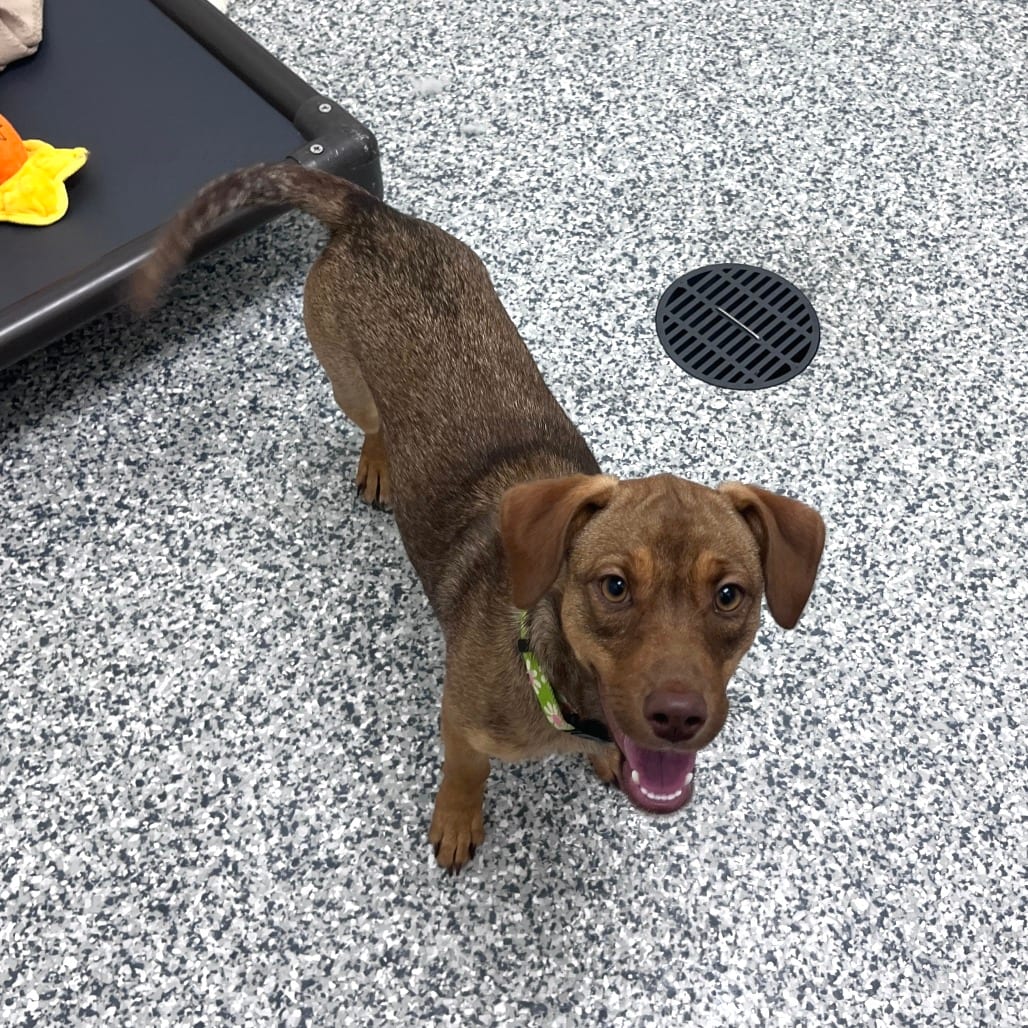 Photo of Elzora, adoptable Catahoula Leopard Dog / Mix in Brookfield, Wisconsin