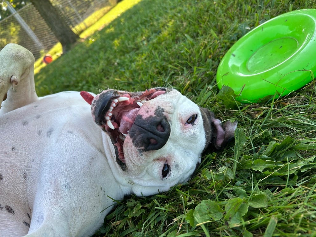 Photo of Tatum, adoptable American Bulldog in West Union, Ohio