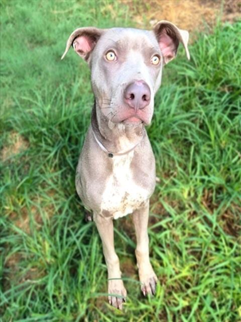 Photo of Zeus, adoptable Staffordshire Bull Terrier in Houston, Texas