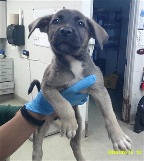 Photo of A480707, adoptable German Shepherd Dog in Oklahoma City, Oklahoma